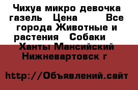 Чихуа микро девочка газель › Цена ­ 65 - Все города Животные и растения » Собаки   . Ханты-Мансийский,Нижневартовск г.